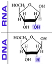 1182_Nucleic Acids.png